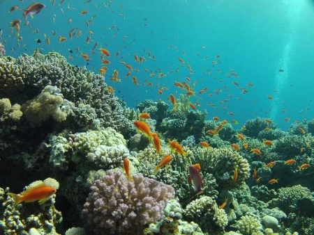 The Fascinating Red Sea in Egypt 